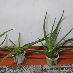 aloe guller