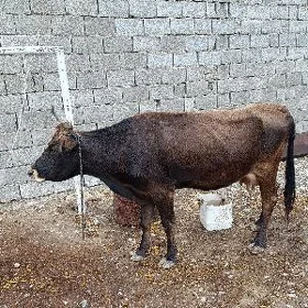 sygyr