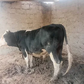 ökùz