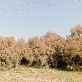 satlyk boş mellek ýer 12 sotka