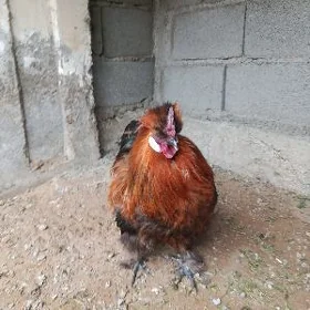 Towsan tuy horaz