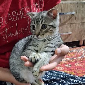 piṣik котёнок вислоушка