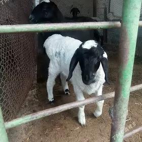 Goyunlar berreler