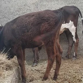 Gibrit göleli sygyr
