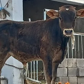 ökuz