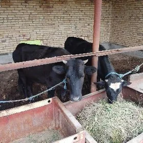 BOGAZ UNAJYN WE BAKLYK ÖKÜZ