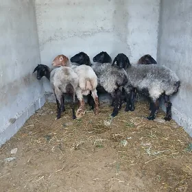 Işşek goýun