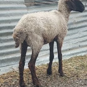 goýun