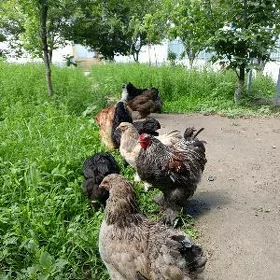 brama