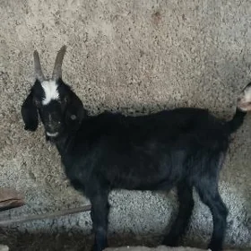 Geçi