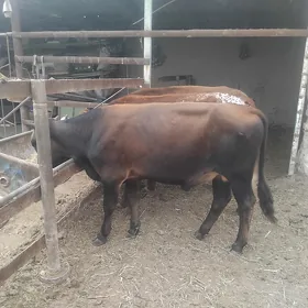 Öküz