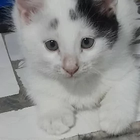 akja