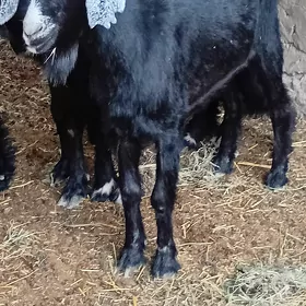 geçi