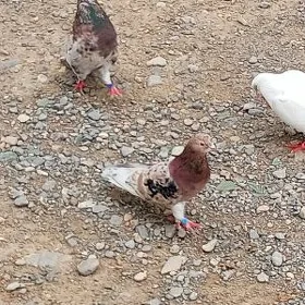 kepderi