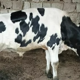 Ala okuzler
