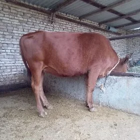 tüwe
