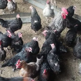 atakys towuk yumurtga 3 manat