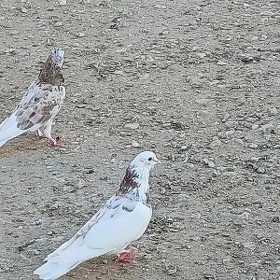 kepderi