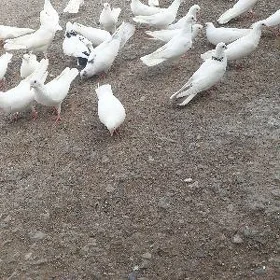 kepderi ucurum.