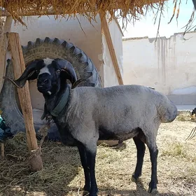 koçkar