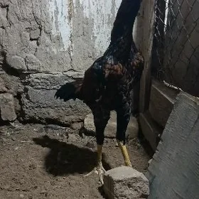 horaz