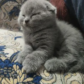 2 aylyk pisik caga