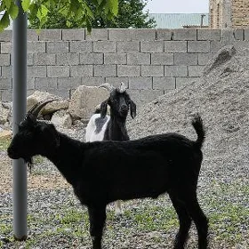 Dog geci