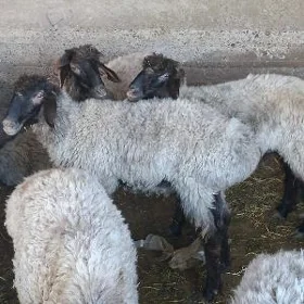 Gurbanlyga turkmen goyunlar