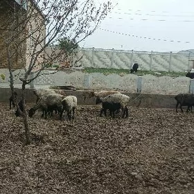 guzyly goyun
