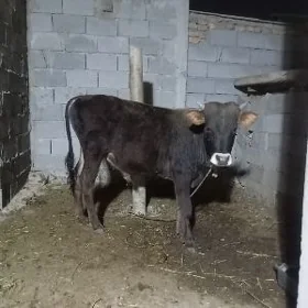 öküz
