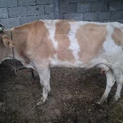 gòleli.sygyr