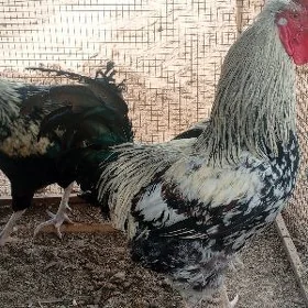 gigant horaz