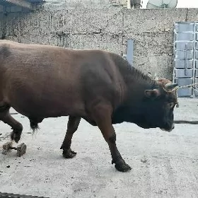 Okuz bakylgy