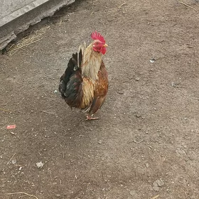 Karlik horoz