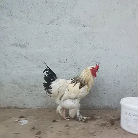 Brama horoz