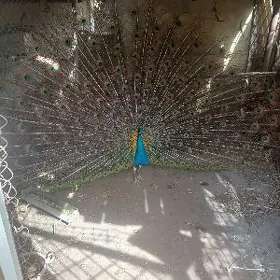 Tawus guş