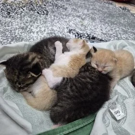 котята,pisik
