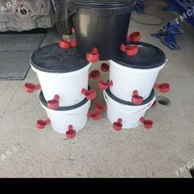 towuk induk suw icilyan