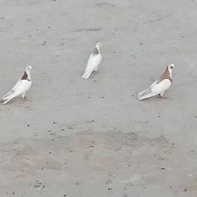 kepderi