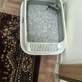 кошка pişik