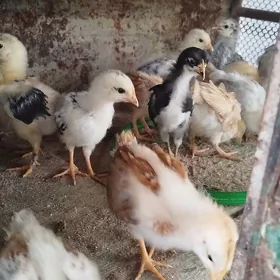 gegant jùje