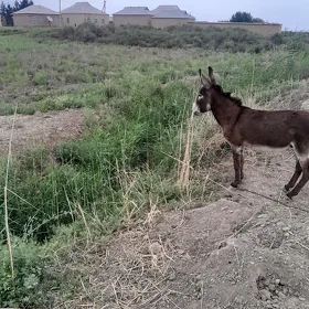 Eşek