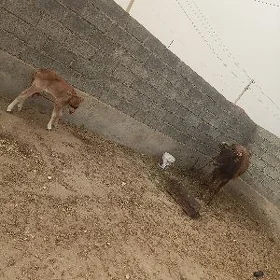 goleli sygyr