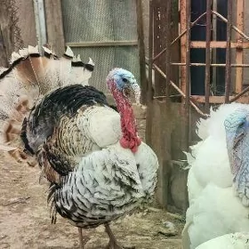 Индюк эркеги