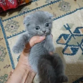 şatlanski pişijekler