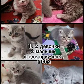 породистые котята