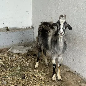 geci