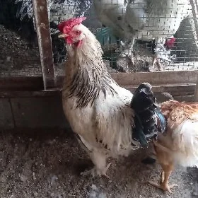 horazlar