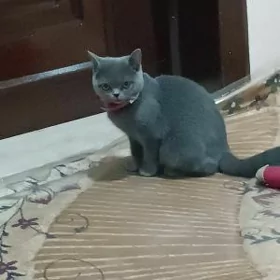 кошка