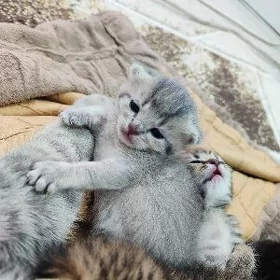 вислоухие котята